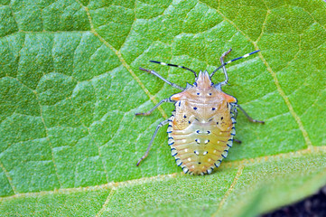 Bug sighted in remnants of Atlantic Rainforest