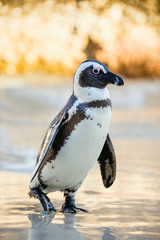 African penguin ( Spheniscus demersus)