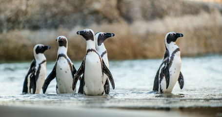 African penguin ( Spheniscus demersus)