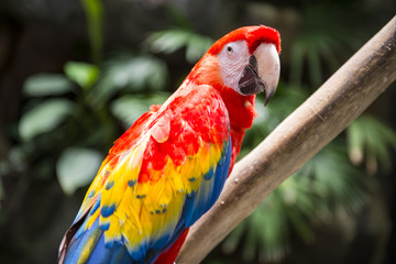Parrot