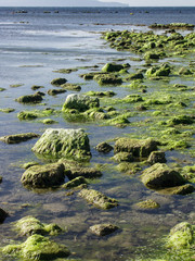 Seaweed at Trapani, Sicily, Italy