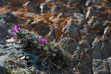 purple Mountain flowers  and  light  red-brown, Lichens  or rock fungus on a rock texture on Mountain in Ulgii : Mongolia .