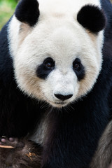 Closeup Portrait of a Giant Panda