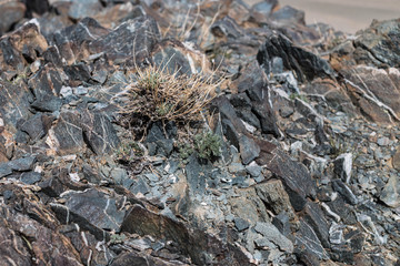 rock texture on  on Mountain in Ulgii : Mongolia .