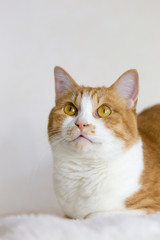 Portrait of orange tabby and white cat on white background.