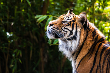 Bengal Tiger catches a scent in the air