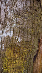 Sycamore Acer pseudoplatanus trunk