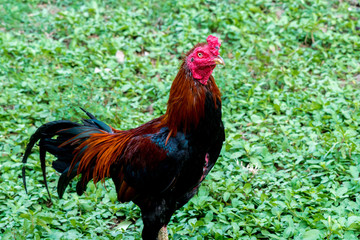 rooster in a field