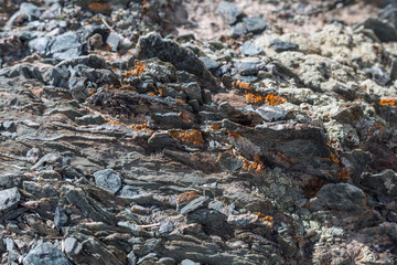 light  red-brown, Lichens  or rock fungus on a rock texture on Mountain in Ulgii : Mongolia .