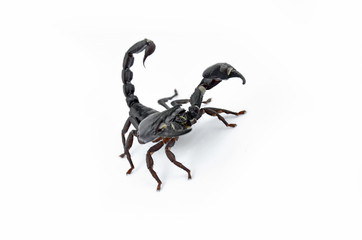 Scorpion Chang