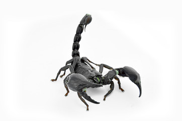 Scorpion Chang.