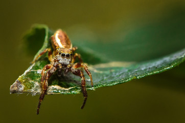 Jumping Spider Waiting on Leaf