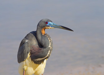 Tri-coloured Heron Egretta tricolour catching fish in lagoon Fort Myers Beach Florida USA