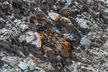 rock texture on  on Mountain in Ulgii : Mongolia .