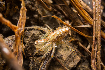 Spider on nature leaves as background