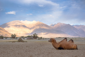 Bactrian Camel for tourist riding in Nubra valley, Lhe Ladakh.