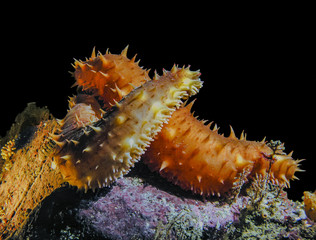 California Sea Cucumber Love

A pair of California Sea Cucumbers (Parastichopus californicus) embracing at a cold dark depth of 85 ft.
