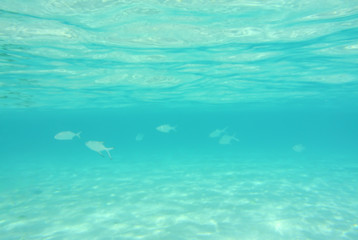 Abstract blur underwater with fishes background, Maldives.