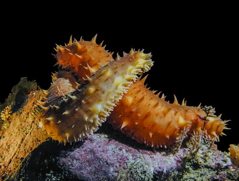 California Sea Cucumber Love

A pair of California Sea Cucumbers (Parastichopus californicus) embracing at a cold dark depth of 85 ft.