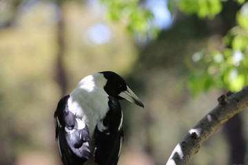 AUSTRALIAN MAGPIE