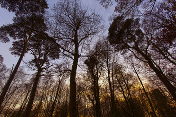 Scots Pines Pinus sylvestris beeches and sycamore trees in winter