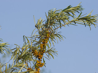 Sea buckthorn, Hippophae, berries riping on branch, close-up, selective focus, shallow DOF