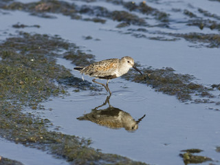 Dunlin, Calidris alpina, searching for food at sea shoreline, close-up portrait, selective focus, shallow DOF