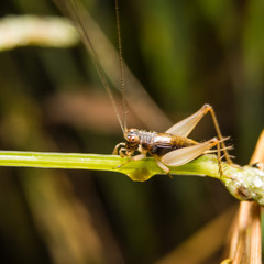 Cricket on nature leaves as background