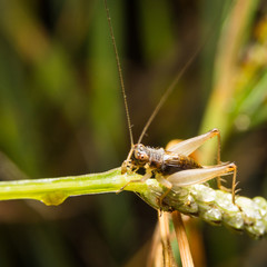 Cricket on nature leaves as background