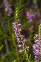 Wild Purple Common Heather, Calluna vulgaris, blossom close-up, selective focus, shallow DOF