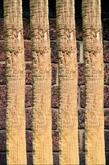 Thick tree trunk closeup