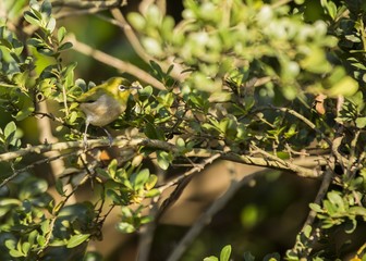 Oriental White-Eye (Zosterops palpebrosus)