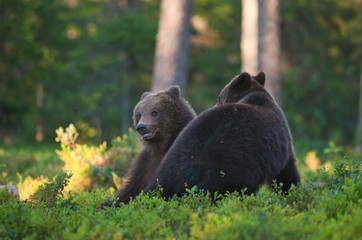 Fototapeta premium Cubs of Brown bear (Ursus Arctos Arctos) in the summer forest. Natural green Background
