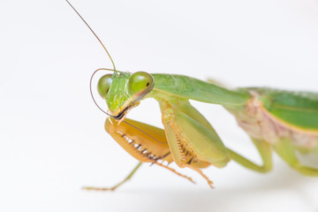 Giant Malaysian shield praying mantis (Rhombodera Basalis) resting on a white polisterine plate