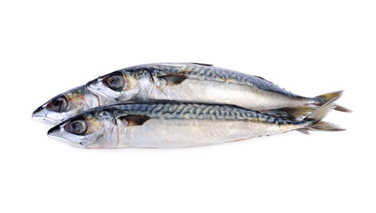 fresh pacific mackerel fish on white background
