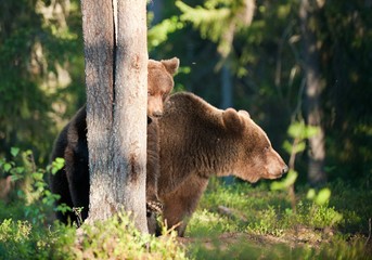 She-bear and bear-cubs. Adult female of Brown Bear (Ursus arctos) with cubs on the swamp in summer forest. © Uryadnikov Sergey