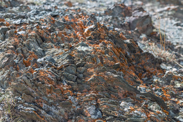 light  red-brown, Lichens  or rock fungus on a rock texture on Mountain in Ulgii : Mongolia .