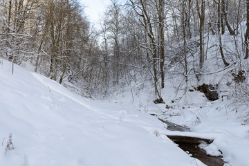 small river in the winter forest ravine