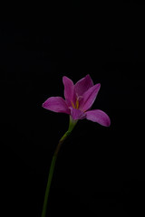 Fototapeta na wymiar flowers zephyranthes Pink on black background A bright green sta