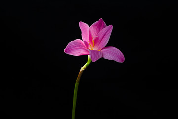 flowers zephyranthes Pink on black background A bright green sta