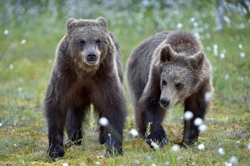 Naklejka na ściany i meble Cubs of Brown bear (Ursus Arctos) in the summer forest. Natural green Background