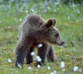 Fototapeta premium Cubs of Brown bear (Ursus Arctos) in the summer forest. Natural green Background