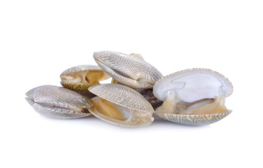 fresh baby clam or surf clam on white background