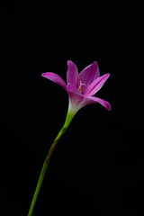 Fototapeta premium flowers zephyranthes Pink on black background A bright green sta