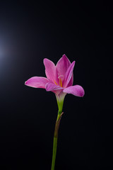 flowers zephyranthes Pink on black background A bright green sta