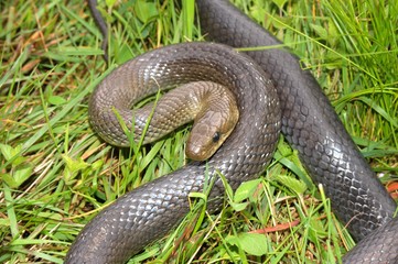 Äskulapnatter (Zamenis longissimus) in Verteidigunsstellung im Gras