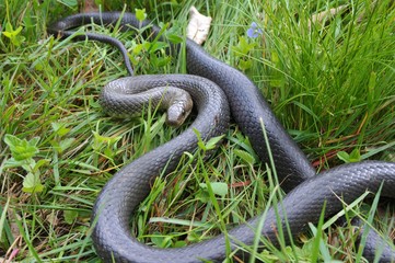 Äskulapnatter (Zamenis longissimus) in Verteidigunsstellung im Gras