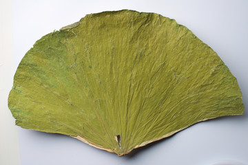Dry lotus leaf