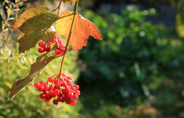 Ветка с ягодами красной калины на фоне зелени