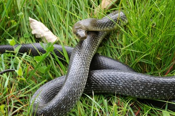 Äskulapnatter (Zamenis longissimus) in Verteidigunsstellungim Gras